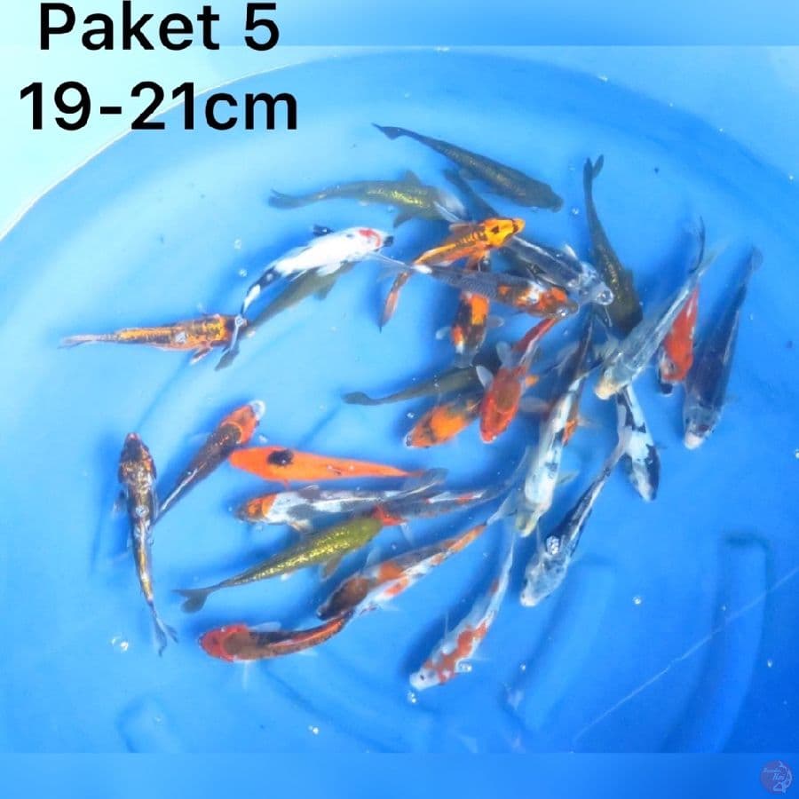 Paket Spesial Lebaran 19-21cm 30ekor 