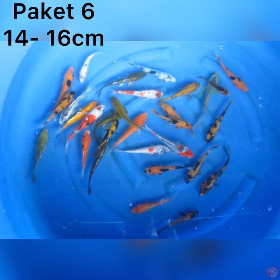 Paket Spesial Lebaran 14-16cm 30ekor 
