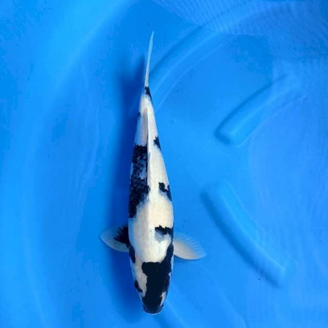 Shiro 38cm male