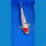 tanco sanke 36 cm