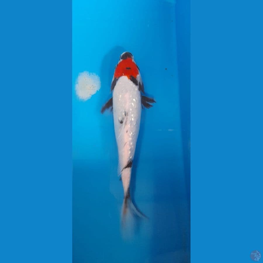 Tancho Showa 24 cm
