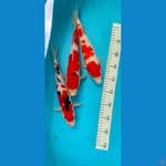 sanke kohaku 30cm