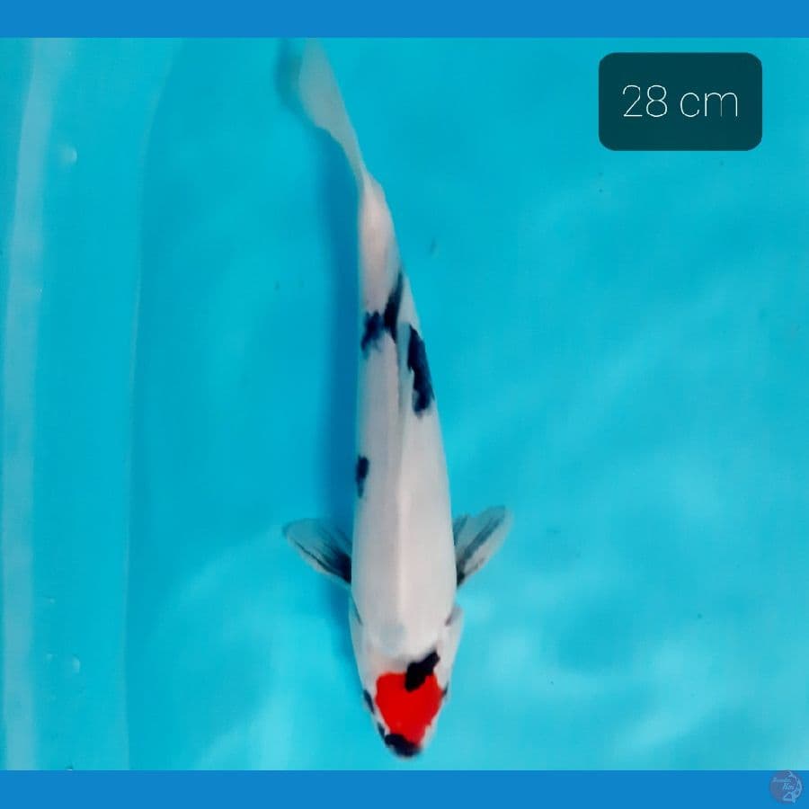 tancho showa 28 cm