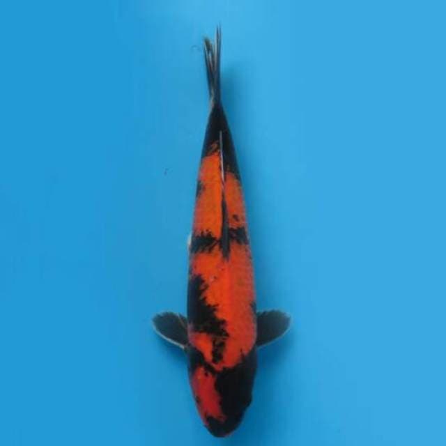 31cm Male Tosai - Hq Hi Utsuri 