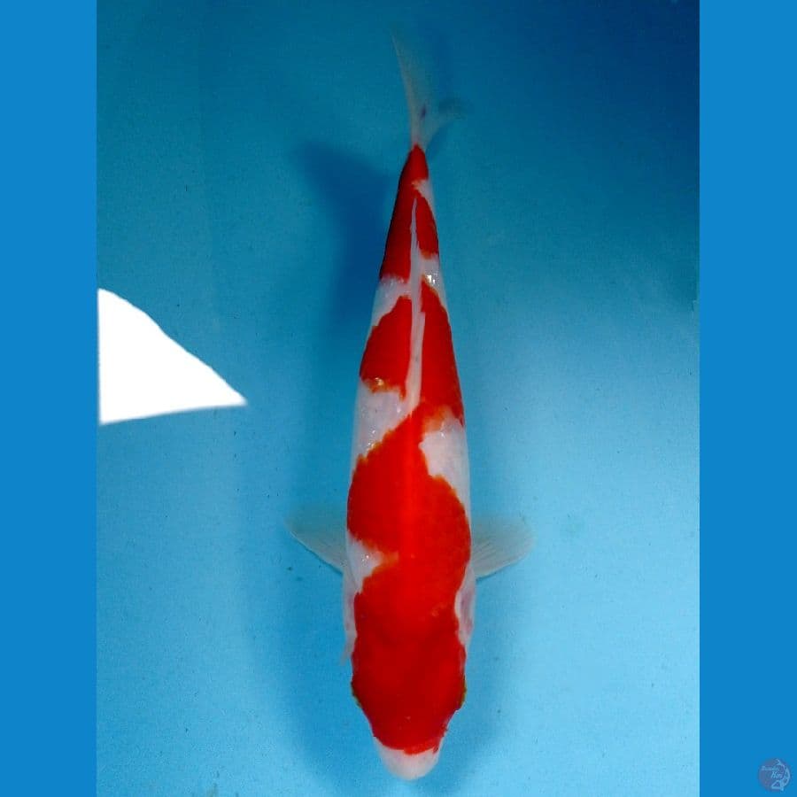 inazuma 24 cm