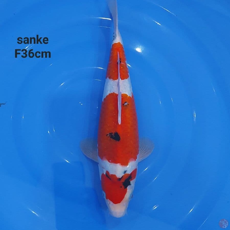 SANKE SANDAN PUNUK