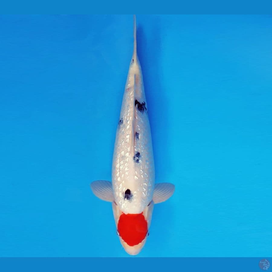 AKAGI 1 - TANCHO SANKE GIN RIN 34 cm/male ®