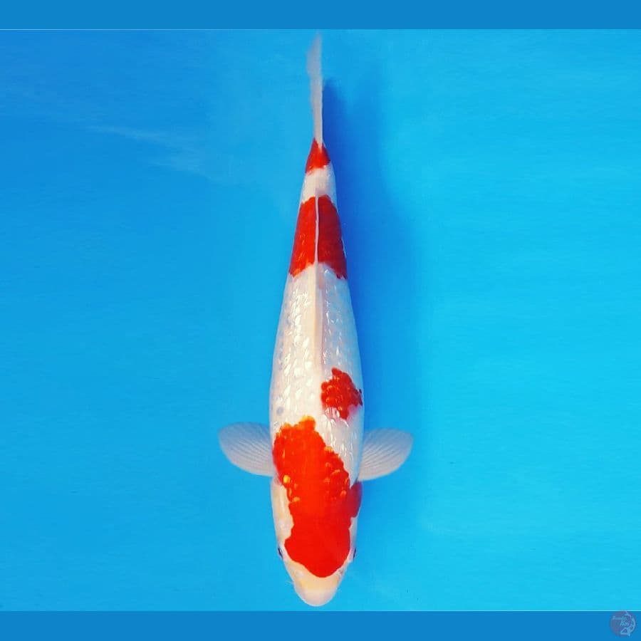 AKAGI 2 - KOHAKU GIN RIN 31 cm/fm ®