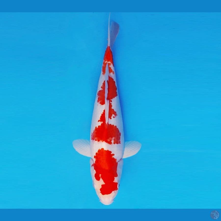 AKAGI 3 - KOHAKU 31 cm/male ®