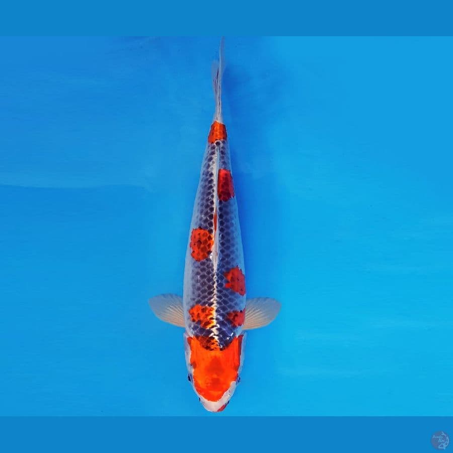 AKAGI 4 - GOSHIKI 35 cm/fm ®
