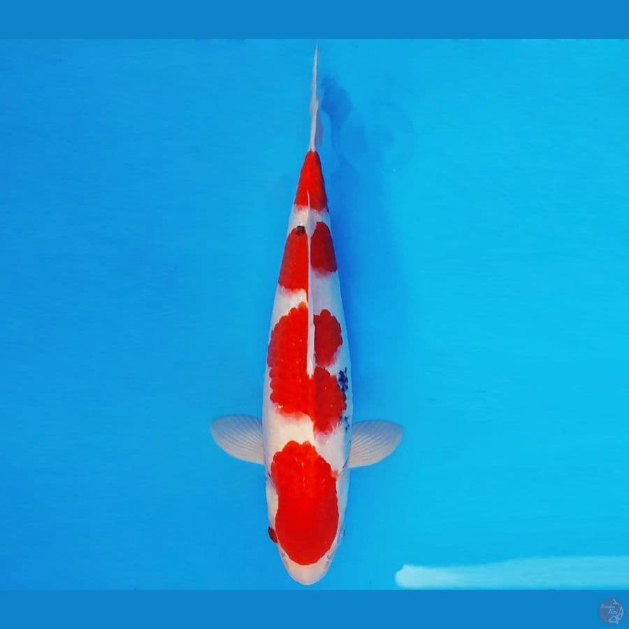 AKAGI 7 - SANKE 4 STEPS 34 cm/male ®