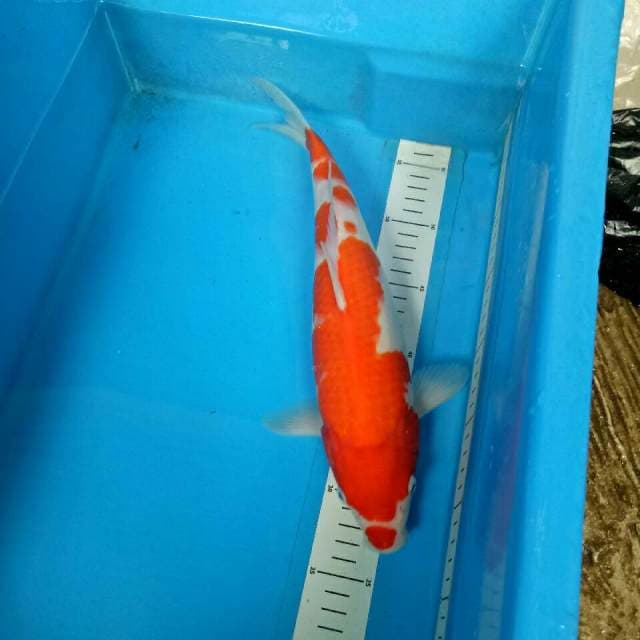 Widodo_Manchunian (ORIGINAL 36 CM)
