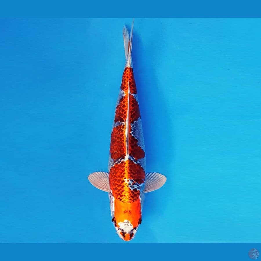 AKAGI 8 - GINGA 34 cm/male ®