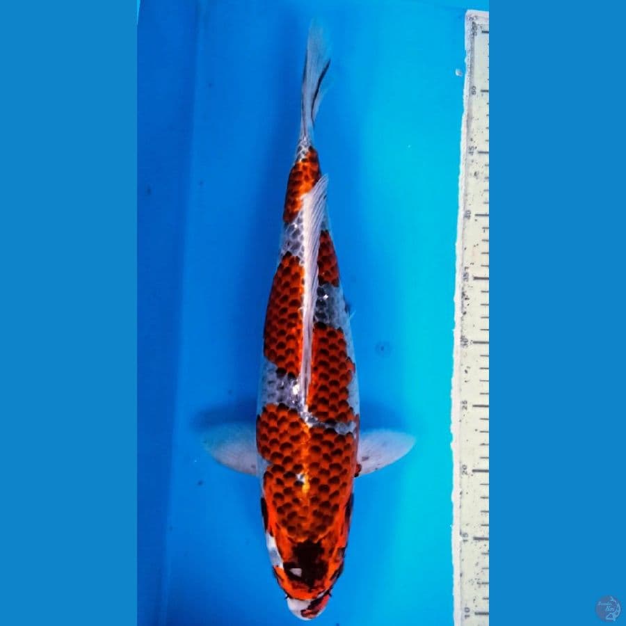 beniginga 42cm