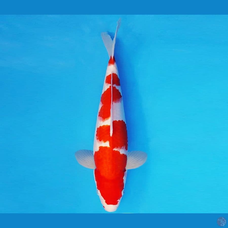 AKAGI 9 - KOHAKU 31 cm/male ®