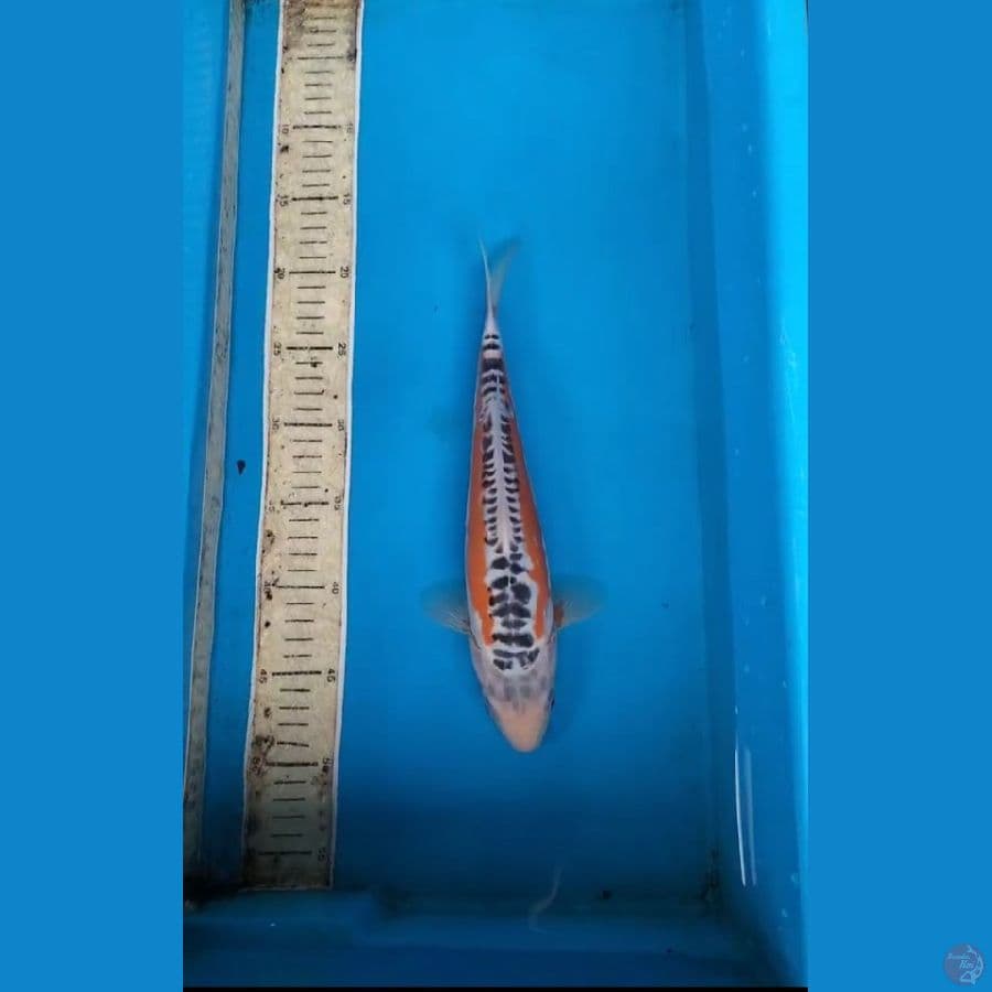 shusui 30cm