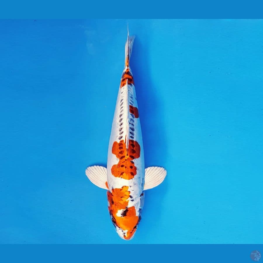 AKAGI 10 - KIKOKURYU 31 cm/fm ®