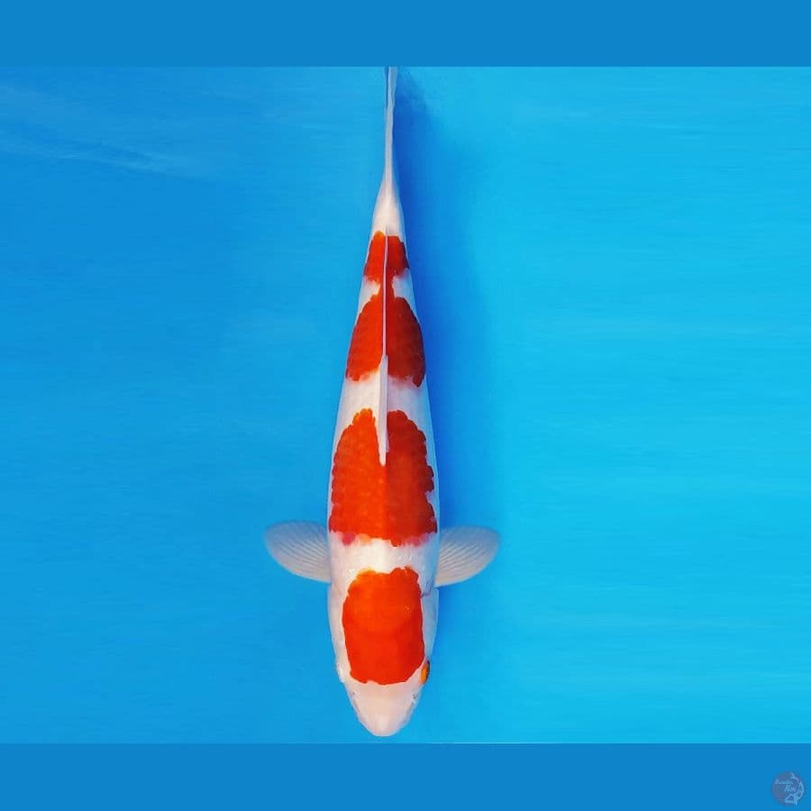AKAGI 11 - AI GOROMO 4 STEPS 35 cm/fm ®
