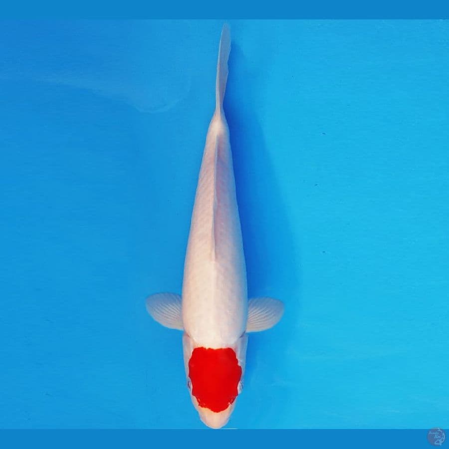 AKAGI 14 - ORIGINAL TANCHO 28 cm/male ®