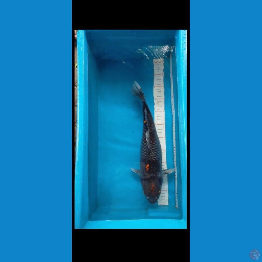 Matsukawabake 44 cm Female