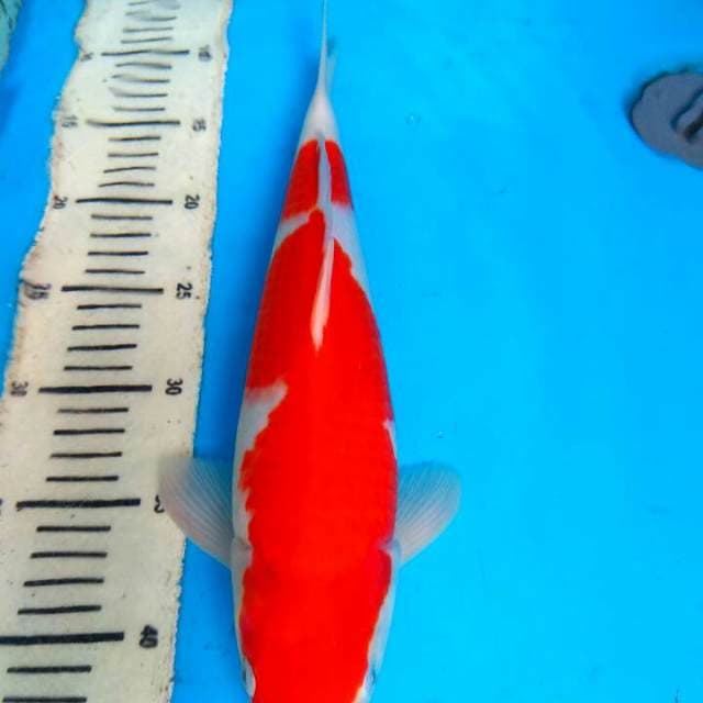 Kohaku 36cm