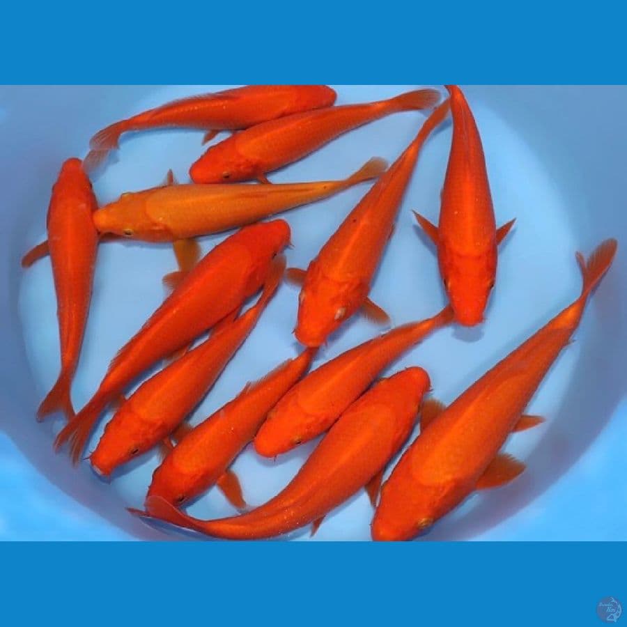 BENIGOI MOMOTARO 15BU IMPORT