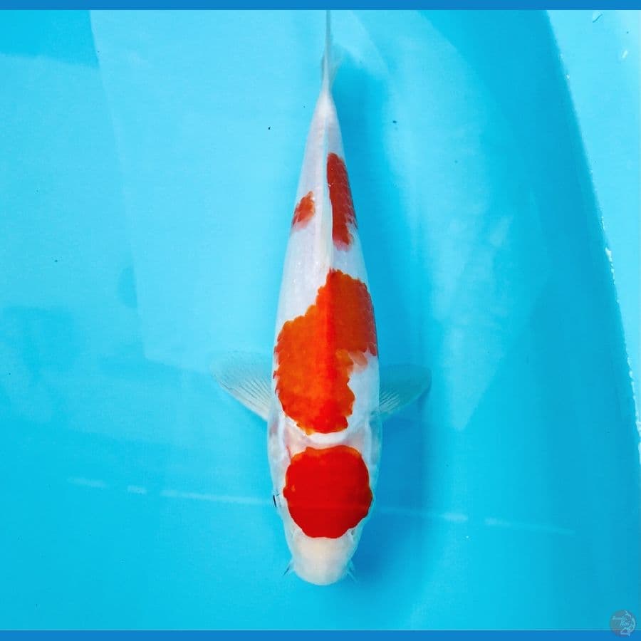 maruten kohaku, 23 cm