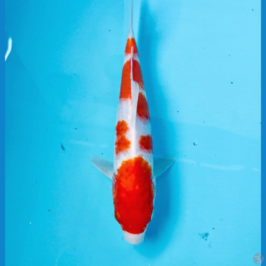 kohaku, 22 cm