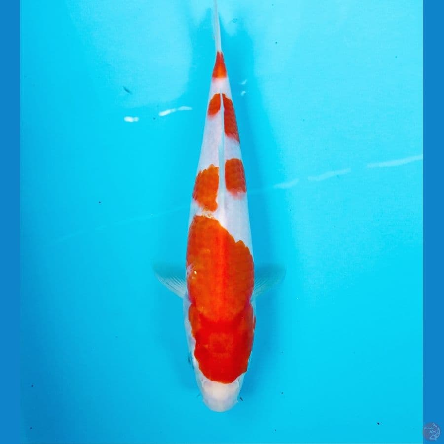 kohaku, 25 cm