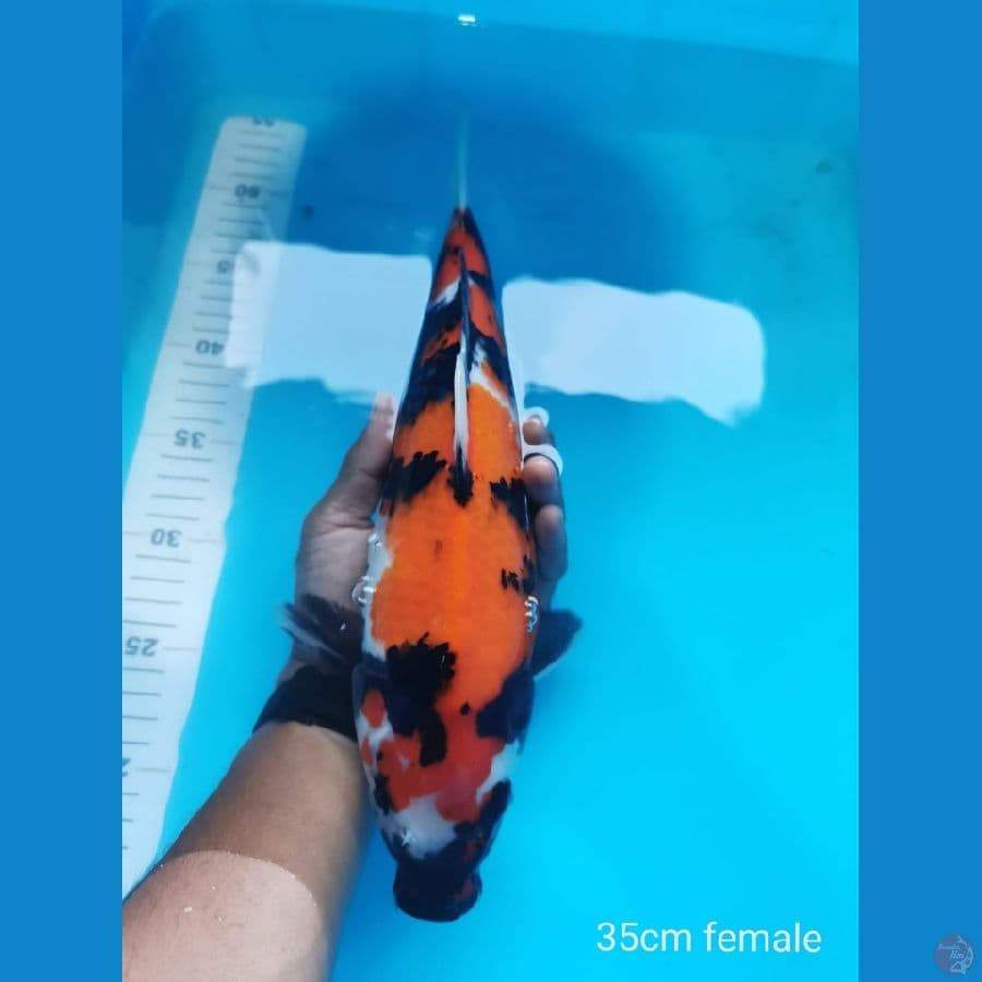 Showa 35 cm
