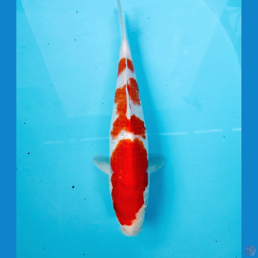 kohaku, 25 cm
