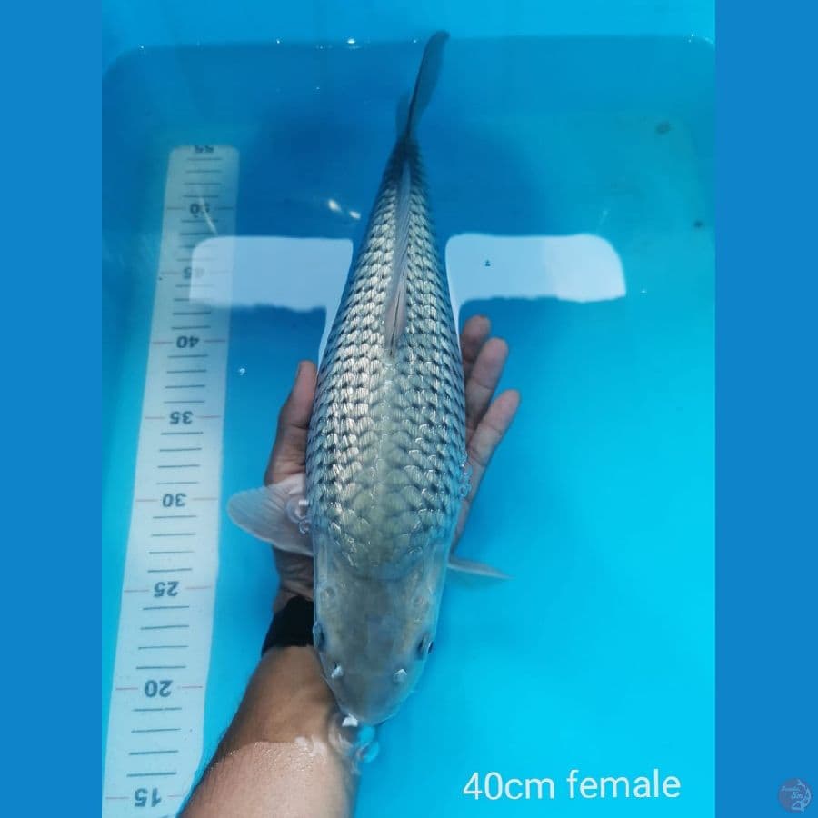 Soragoi full ginrin 40 cm SQ