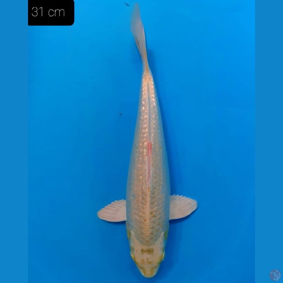 YAMABUKI 31 CM/fM