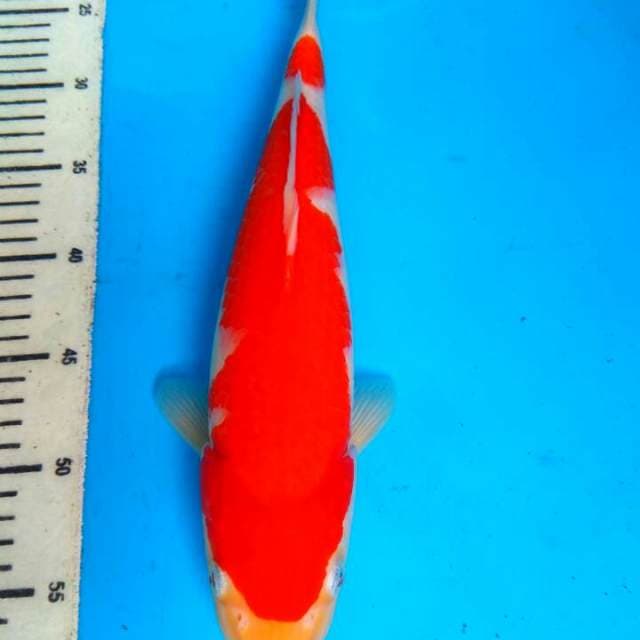 Kohaku 36cm