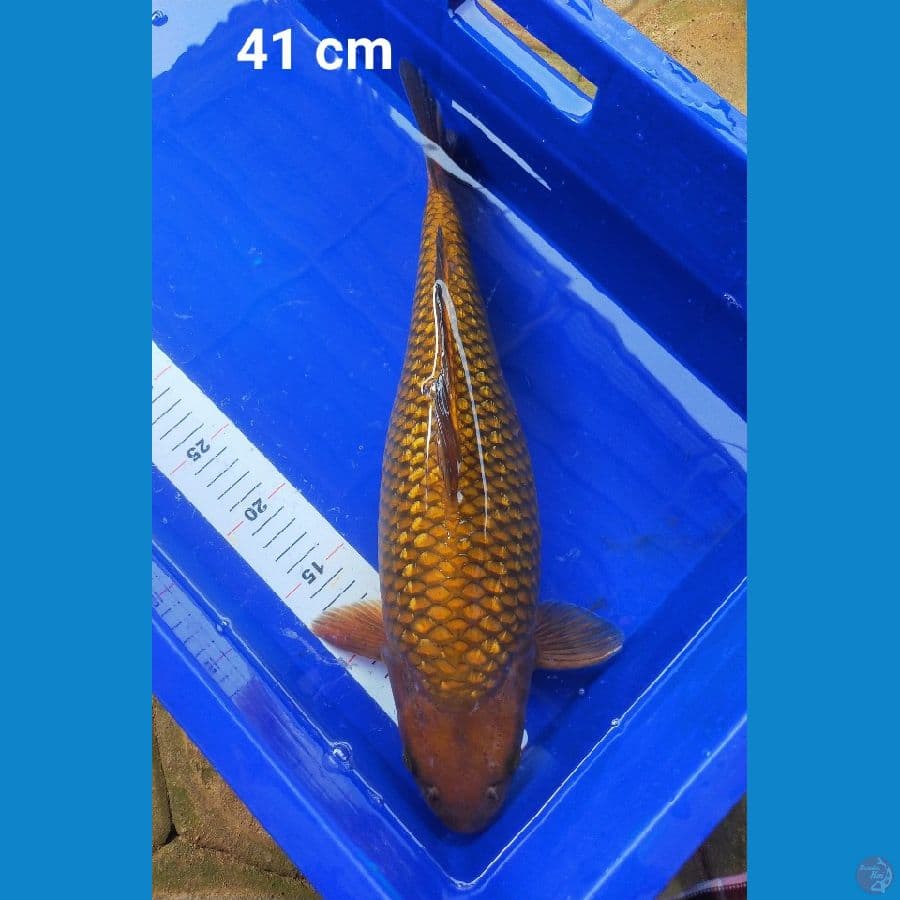 Chagoi ginrin Bulky 41 cm SQ