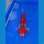 Red GHOSIKI ORYGINAL 35/F