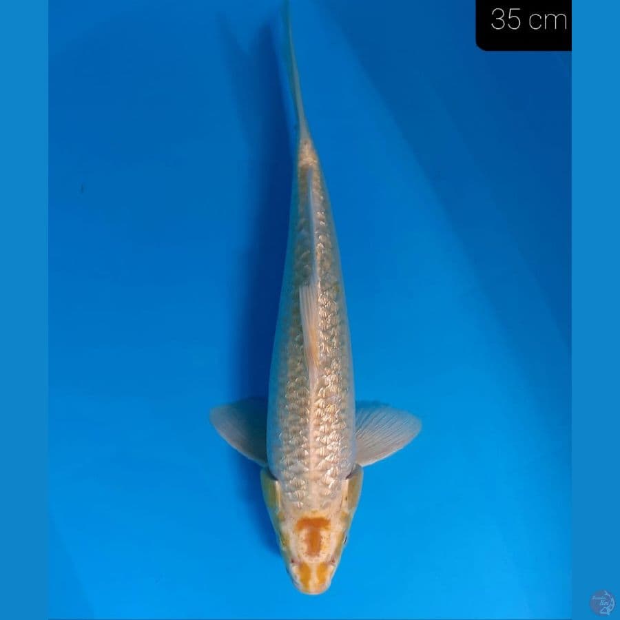 YAMABUKI 35 CM/MALE