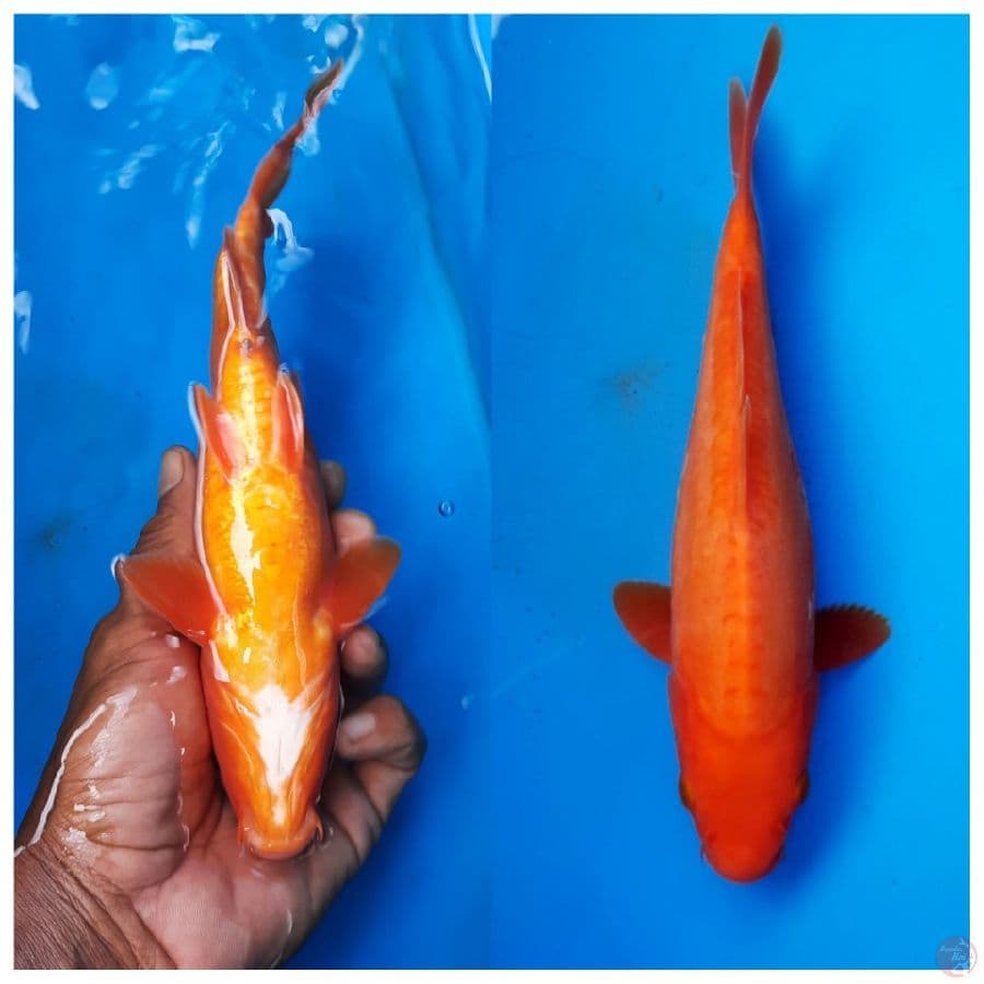 Red karashi ( benigoi ) doitsu 21cm