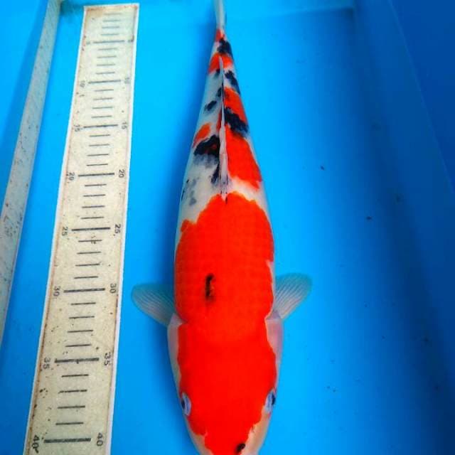 Sanke 42cm