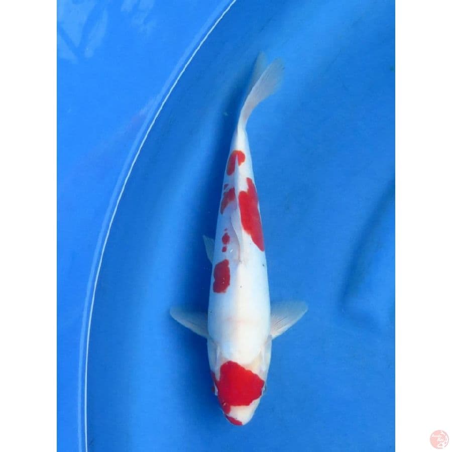 kohaku