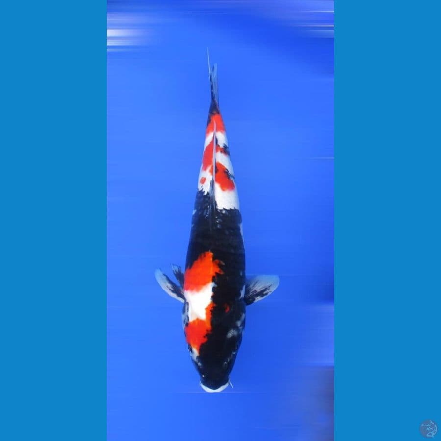 showa sansoku ±37cm