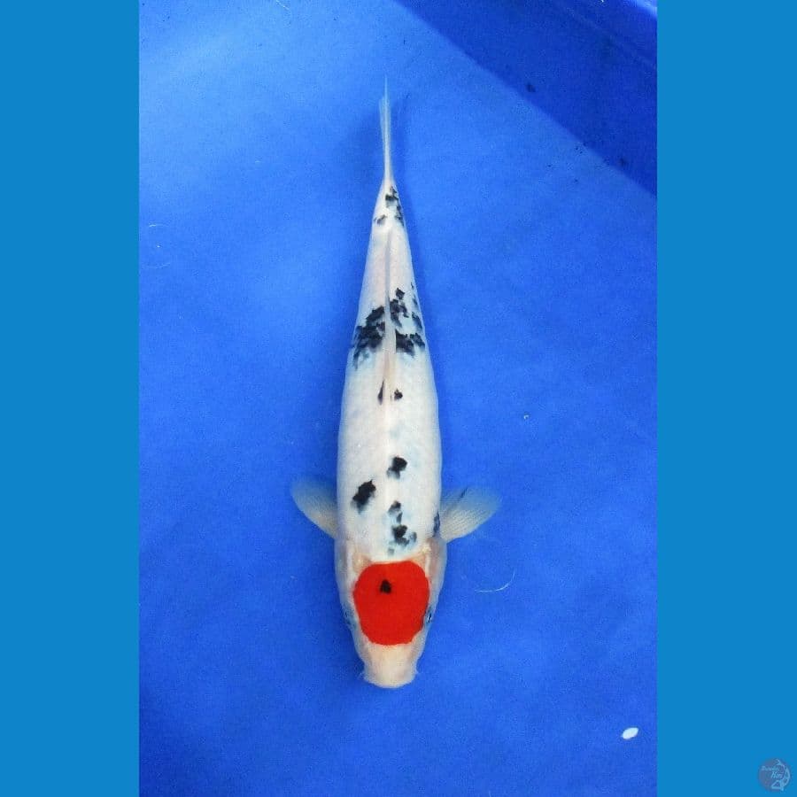 tancho ±30cm