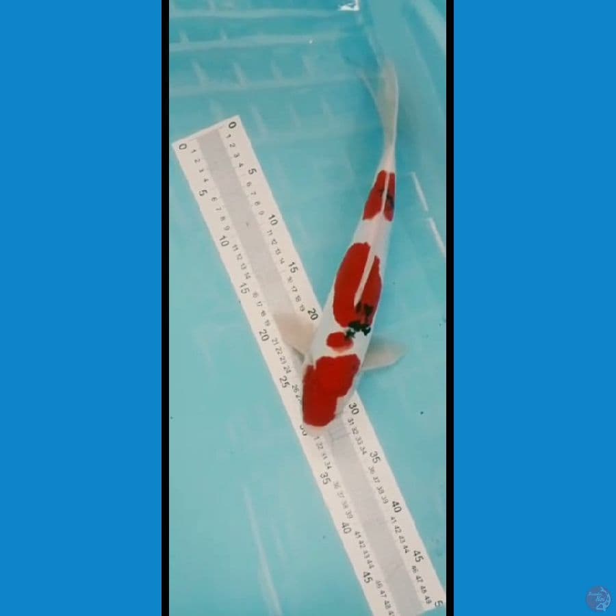 sanke 35cm