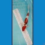 sanke 35cm