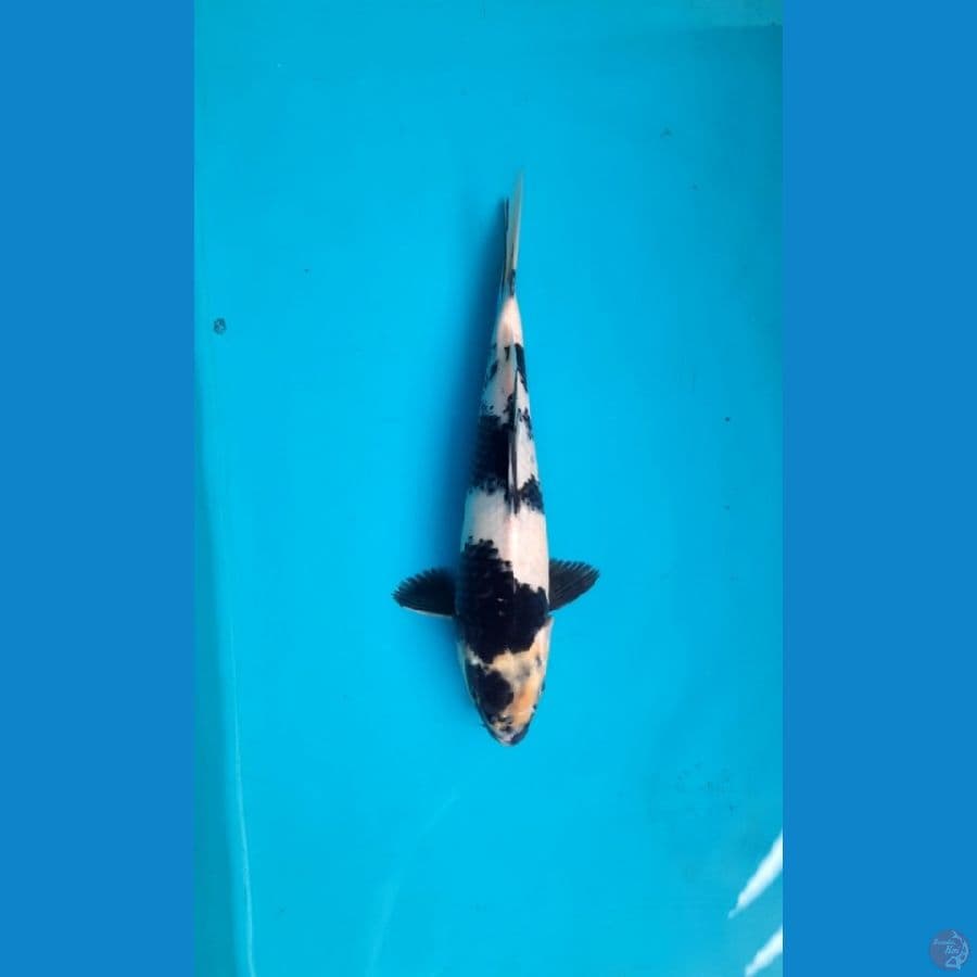 Shiro 29cm male