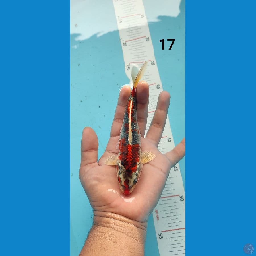 KUJAKU 17 cm ARIAKA KOI FARM