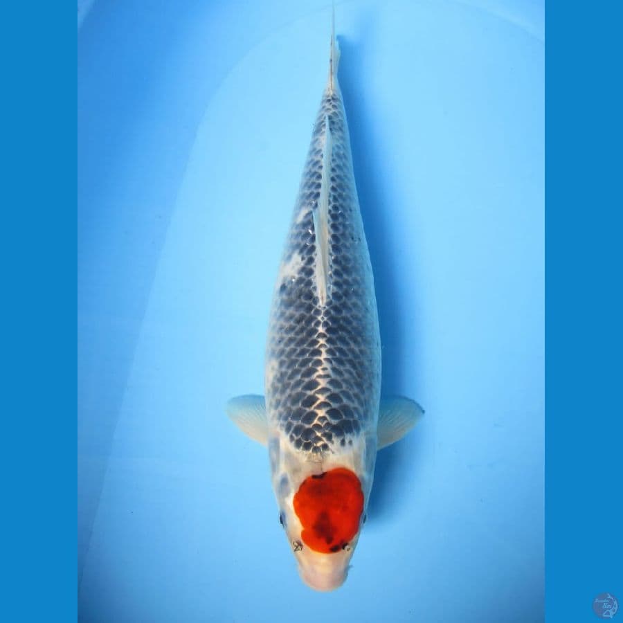 MKC KOI GRUB