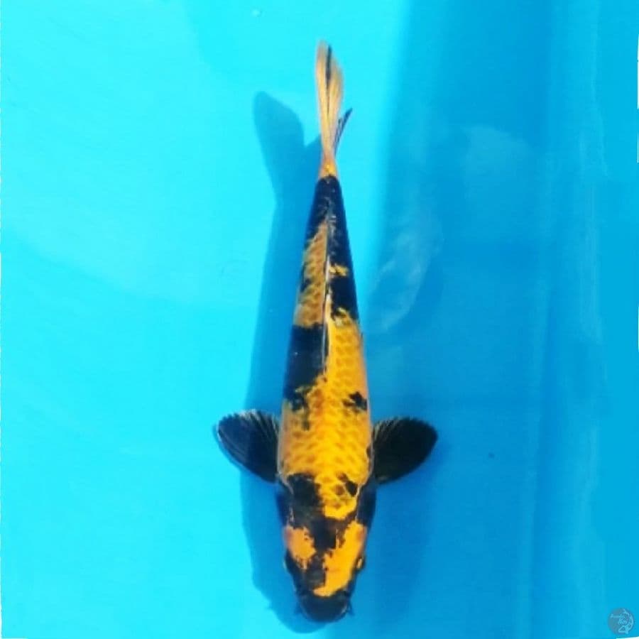 kIN UTSURI