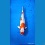 Kohaku hikati 31cm