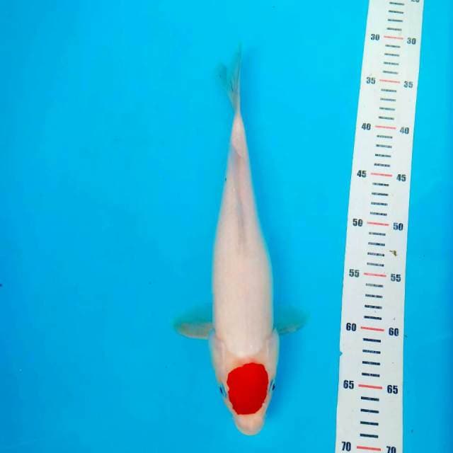 Tanco kohaku